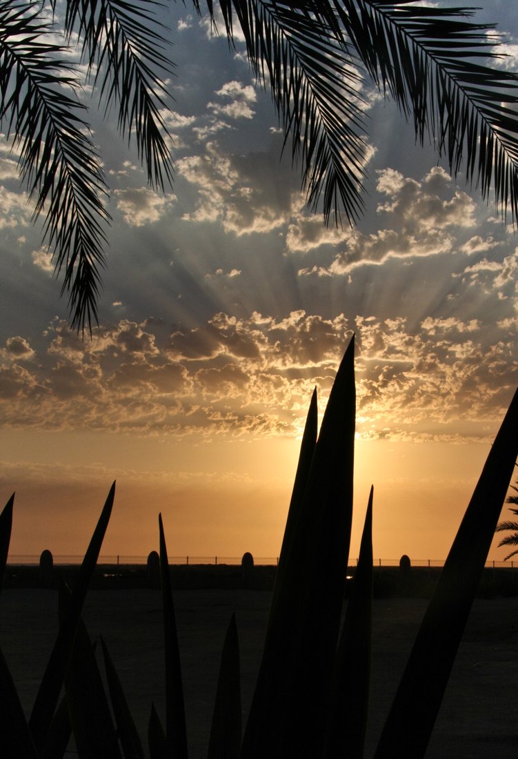 Sunset framed by palm leaves in Santa Maria, Sal